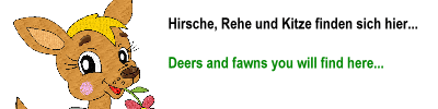 Hirsche / Deers